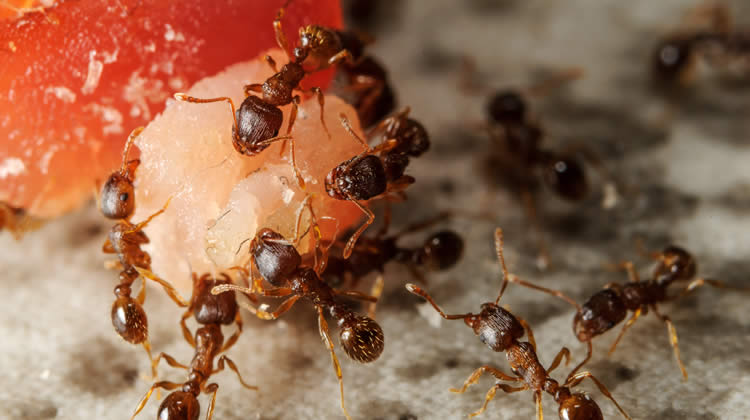 Ant Control Services