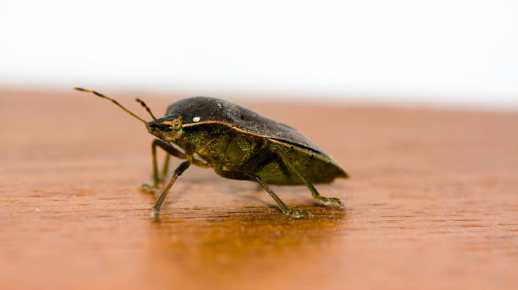 Bedbug Extermination Services