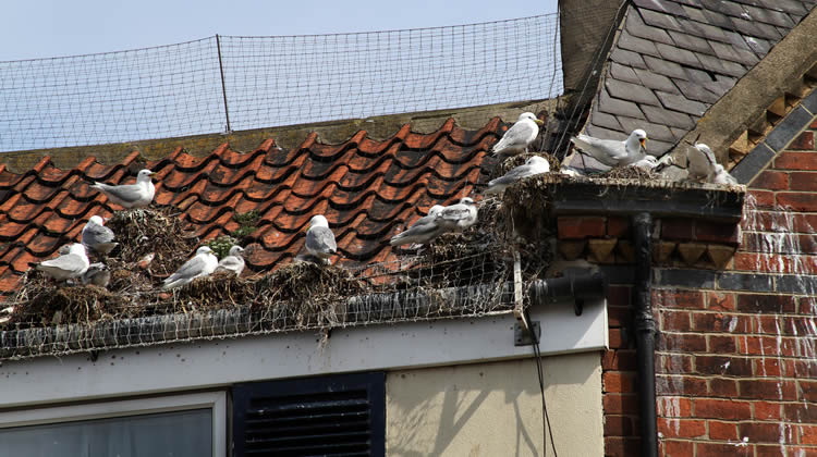 Bird Control Services