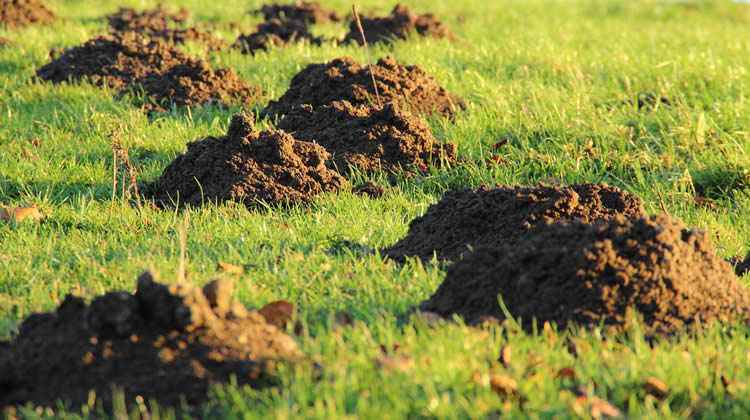 Mole Control Services
