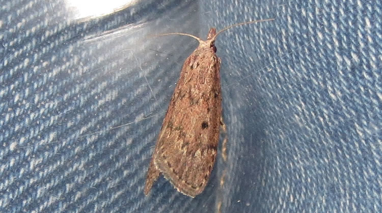 Moth Control Services