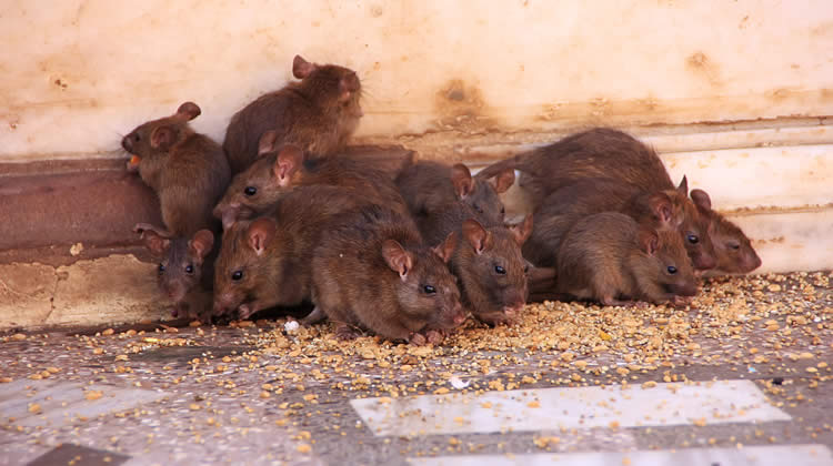 Rat Control Services